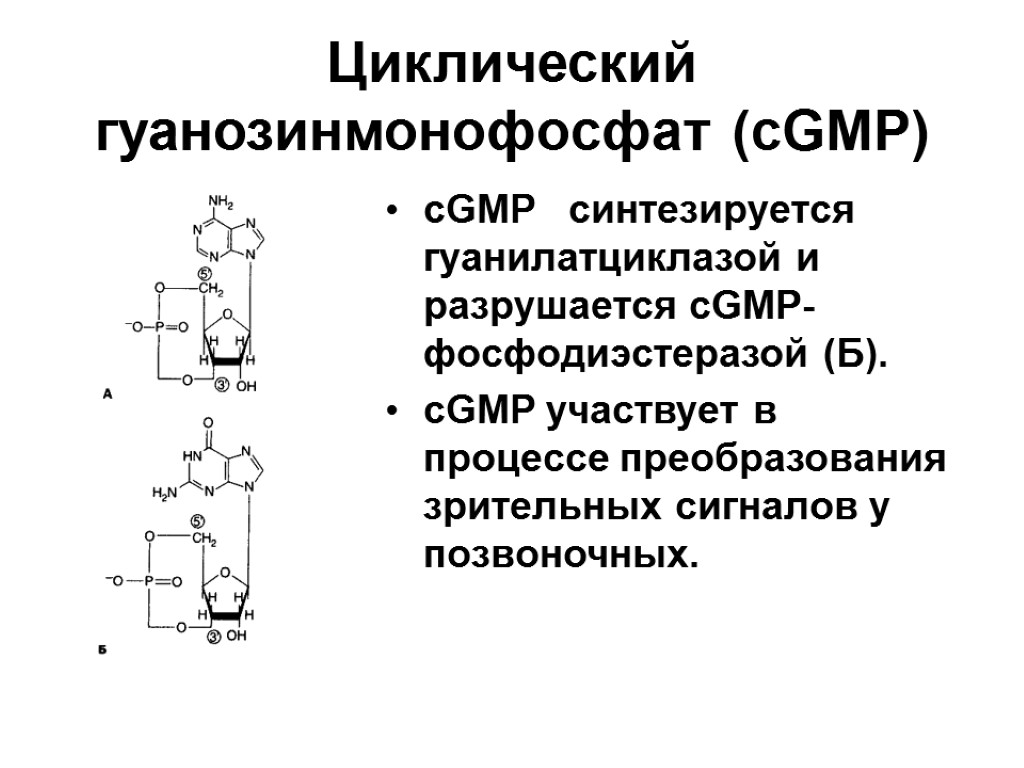 Циклический гуанозинмонофосфат (cGMP) cGMP синтезируется гуанилатциклазой и разрушается cGMP-фосфодиэстеразой (Б). cGMP участвует в процессе